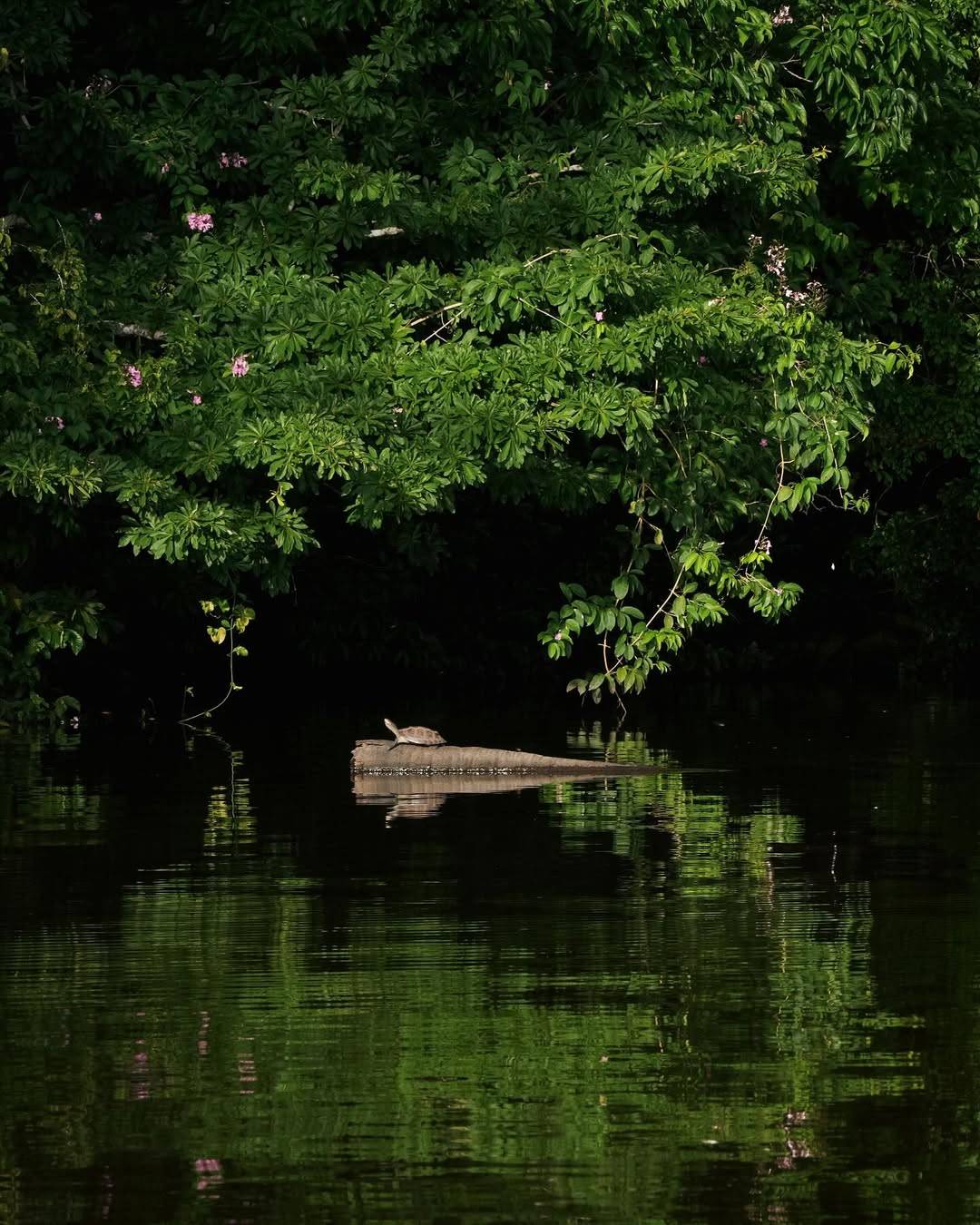 Amazon Adventure Tour in Tambopata | 4-Day Rainforest Experience
